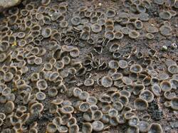 048_Encoelia_sp_ASN_20110502.jpg