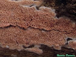 Ceriporia_purpurea_NND_20160226-1.jpg