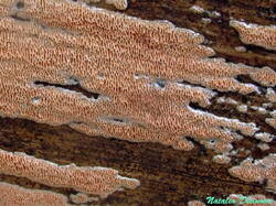Ceriporia_purpurea_NND_20160419.jpg