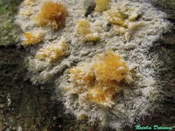 Hyphoderma_setigerum_NND_20160308-3.jpg