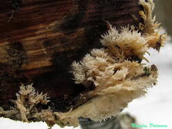 Hyphoderma_setigerum_NND_20160308-5.jpg