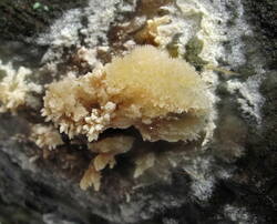 Hyphoderma_setigerum_NND_20160308-6.jpg