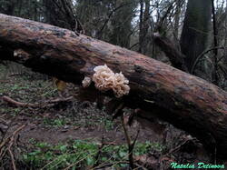 Phaeotremella_foliacea_NND_20201225-1.jp