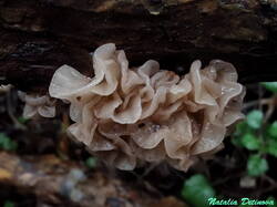 Phaeotremella_foliacea_NND_20201225-2.jp