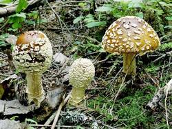 Amanita_regalis_JS.jpg