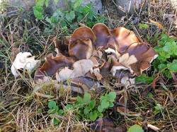 Lyophyllum_decastes_2_JS20040928.jpg