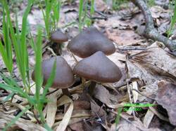 Entoloma_vernum_1_VMorozov.jpg