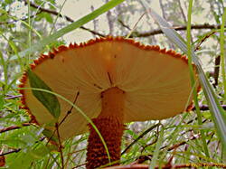 Leucopholiota_lignicola_11_KIY_20070807.