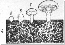 Мицелий гриба растет только первые 5 лет. Грибница гриба. Ризома грибница. Грибница в земле. Как выглядит грибница.
