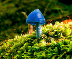 Entoloma_hochstetteri.jpg