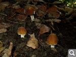 9b498368a135ab5689f69eab3893a46a.png