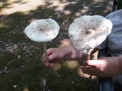 http://s9.uploads.ru/2Xi0D.jpg