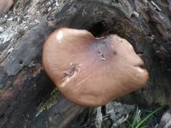 http://s9.uploads.ru/LenUP.jpg