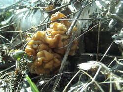 PSb5W.jpg