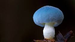 mush-12-800x450.jpg