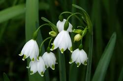 Leucojum_aestivum.jpg