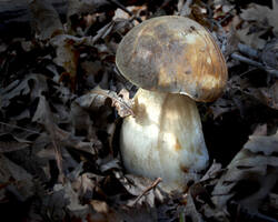 boletus_edulis_moser.jpg