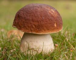 boletus-edulis9.jpg