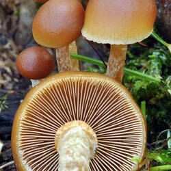 galerina_marginata_bm5931.jpg