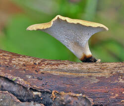 polyporus_varius_bh9798.jpg