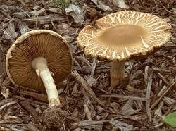 photo gallery of  Agrocybe praecox