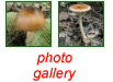 photo gallery of  Agrocybe praecox