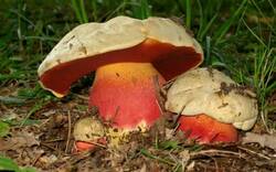 Boletus-Satanas.jpg