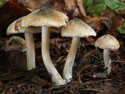 inocybe_haemacta_big03.jpg