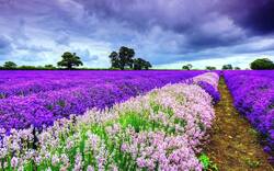 rabstol_net_spring_01.jpg