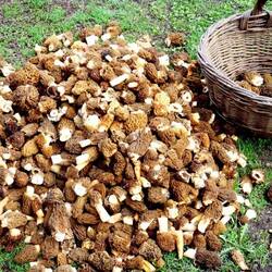 smorchki2-700x700.jpg