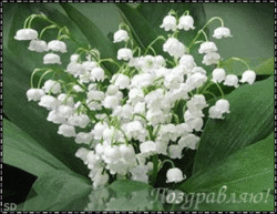 t8049.gif