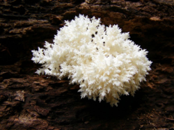 Специалисты РАН изучают грибы "Брянского леса"