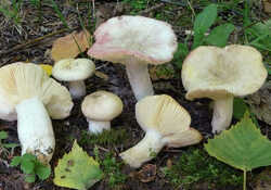 Russula-exalbicans.jpg