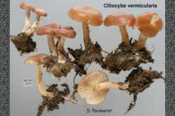 Clitocybe_vermicularis_2.jpg