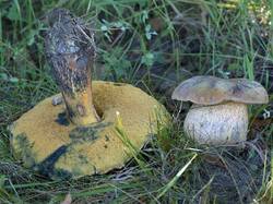 Boletus_luridus_2.jpg