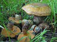 Boletus_luridus_8_small.jpg