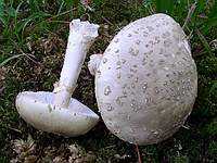 Amanita_sp_21_BKY_20040905_small.jpg