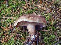 Sarcodon_imbricatum_03_yav_20050905_small.jpg