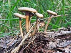 Clitocybe_ditopa_GA_201012-2.jpg