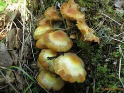 Kuehneromyces_mutabilis_04_KIY_20140614_