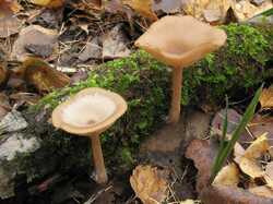 Clitocybe_cyathiformis_2_STV_20111026.jp