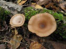 Clitocybe_cyathiformis_3_STV_20111026.jp