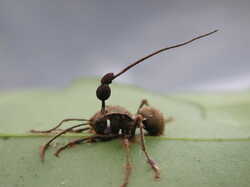 cordyceps-unilateralis.JPG