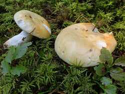 Russula_paludosa_Erlin_19_Aug_2018_1.jpg