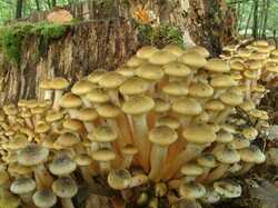 Armillaria%20mellea.jpg