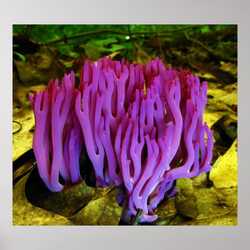 the_violet_coral_fungus_clavaria_zolling