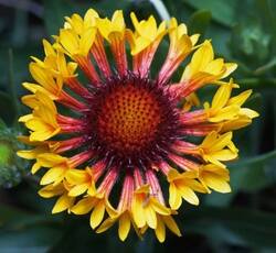 Gaillardia4-520x479.jpg