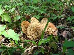 Morel1-520x390.jpg