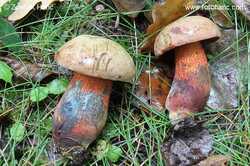 Boletus_mendax_7649.jpg