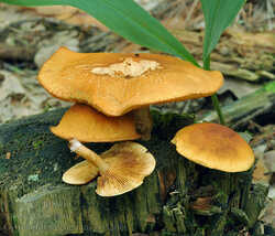 gymnopilus_penetrans_bo5566.jpg